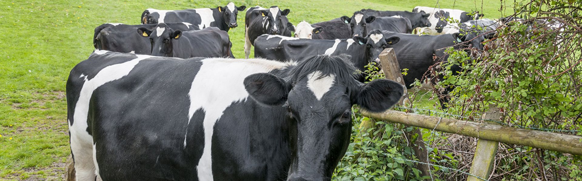  vecteurs dans les élevages bovins 